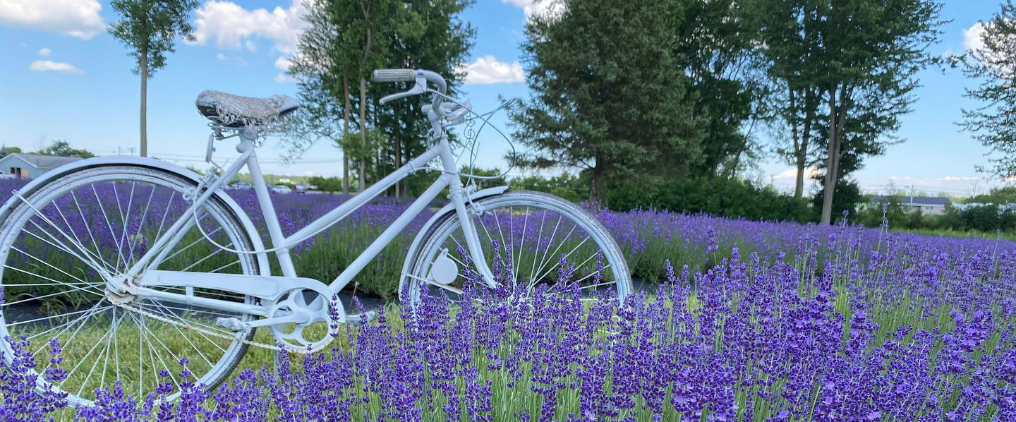Explore the Fragrant Fields of Lavender